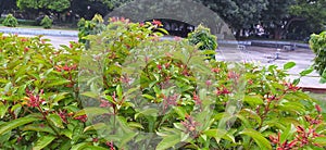 Hamelia patensÂ  flowers or Â firebush or hummingbird bush red flower